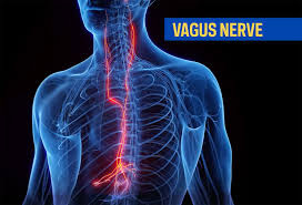 The Vagus Nerve: Your Body’s Built-In Chill Button