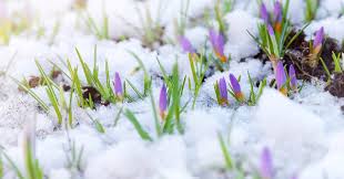 Easing Into Spring: The Season That Reminds Us How to Slow Down and Grow Up