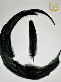 Black Feather for Smudging
