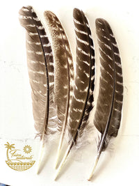 Turkey Feather for Smudging