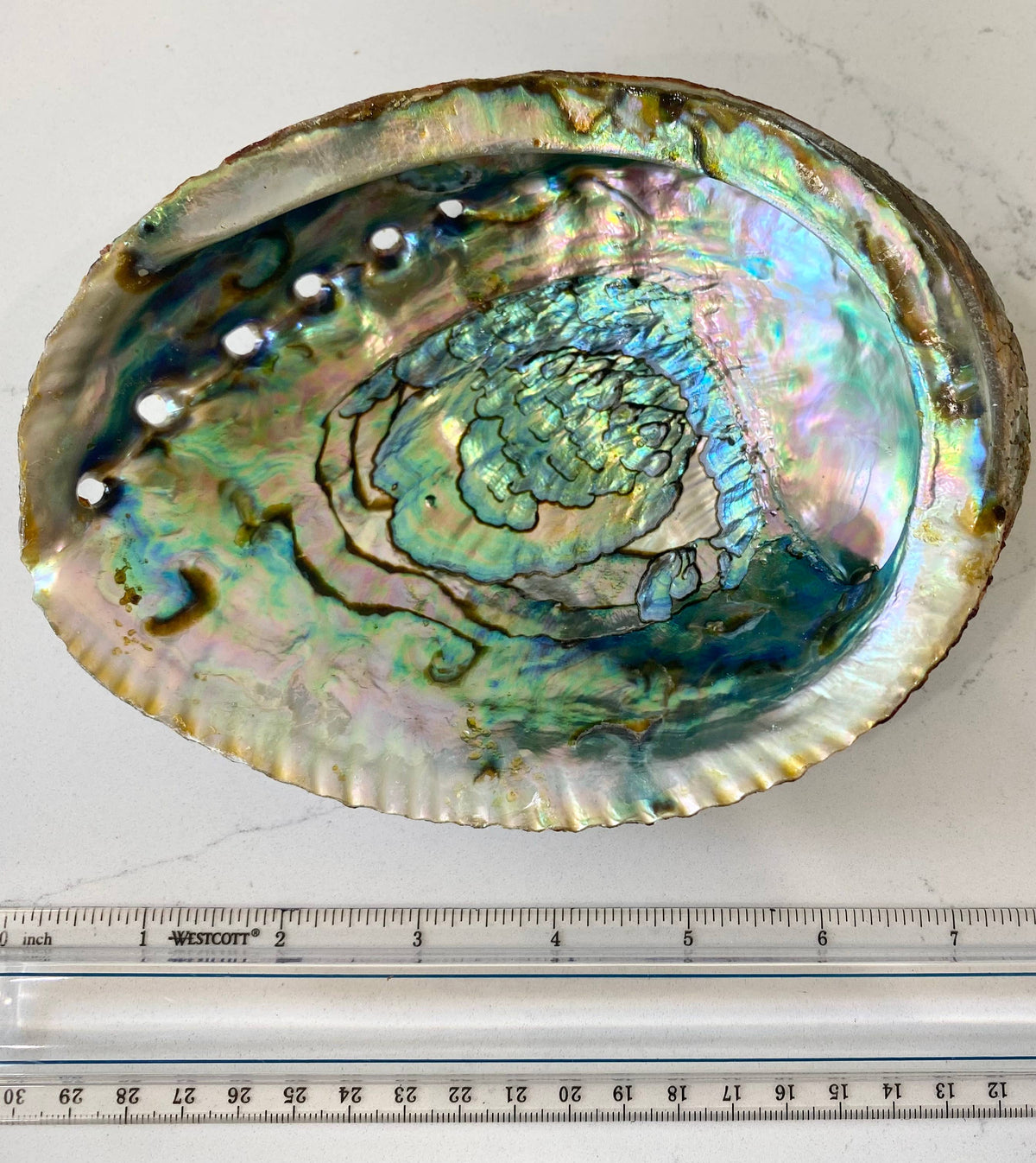 Abalone Shell Smudge Bowl (Large)