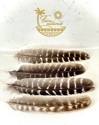 Turkey Feather for Smudging