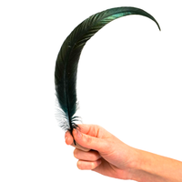 Black Feather for Smudging