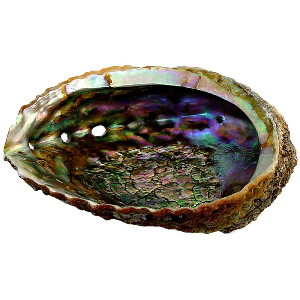 Abalone Shell - Large
